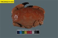 藏品(正直愛潔蟹)的圖片